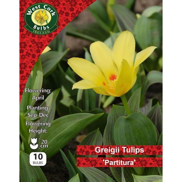 West Tulip Dwarf Partitura 10 Bulbs