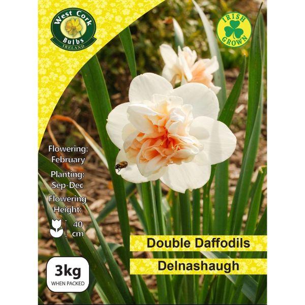 West Cork Daffodil Double Delnashaugh 3kg