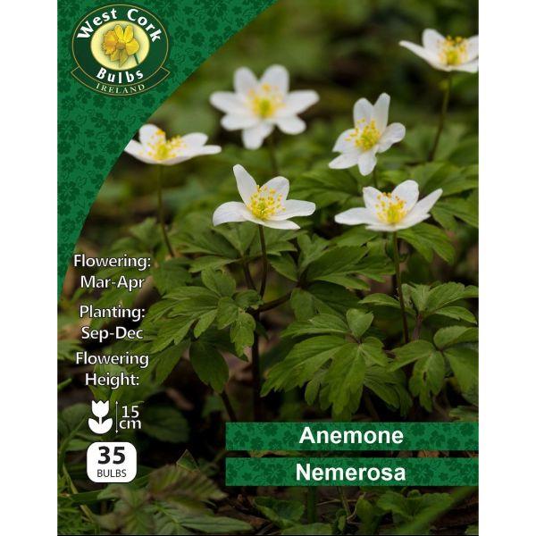 West Cork Anemone Nemerosa 35 Roots