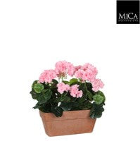 Geranium pink double Indoor Planter