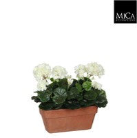 Geranium white double Indoor Planter