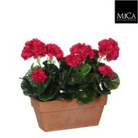 Geranium cerise double Indoor Planter