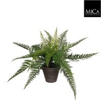 Fern Indoor Plant