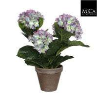 Hydrangea blue Indoor Plant