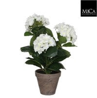 Hydrangea white Indoor Plant