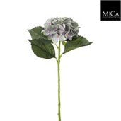 Hydrangea blue  loose stem