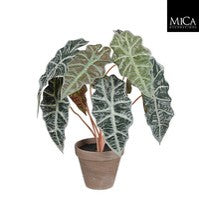 Spotted Begonia Indoor Plant