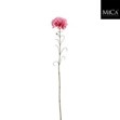 Carnation pink  Loose Stem