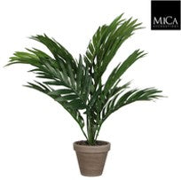 Palm green Indoor Plant