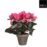 Cyclame pink Indoor Plant