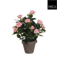 Rosebush pink Indoor Plant