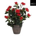 Rosebush red Indoor Plant