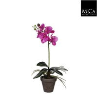 Orchid purple Indoor Plant