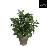 Arrowhead Indoor Plant