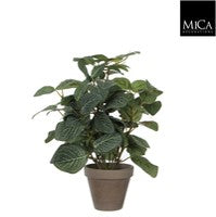 Pilea Indoor Plant