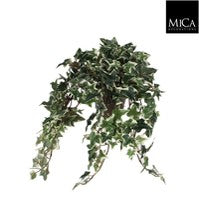 Ivy green/white  Indoor Plant