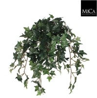 Ivy green Indoor Plant