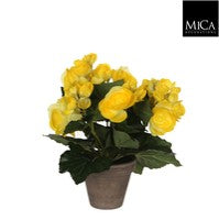 Begonia yellow Indoor Plant