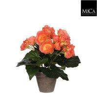 Begonia peach Indoor Plant