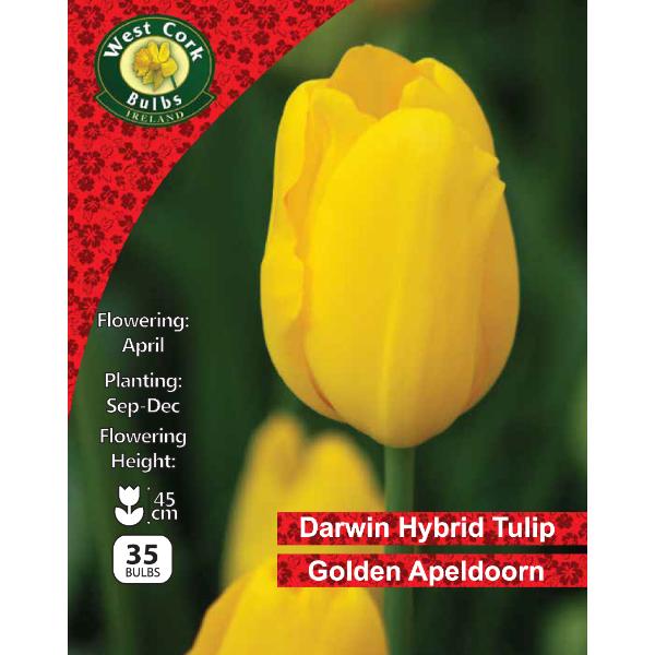 West Cork Bulbs Golden Apeldoorn 35 Bulbs