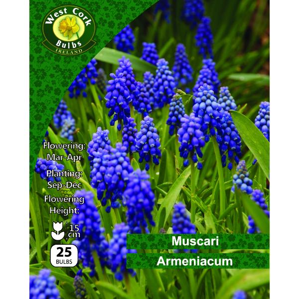 West Cork Bulbs Muscari Armeniacum 20 Bulbs