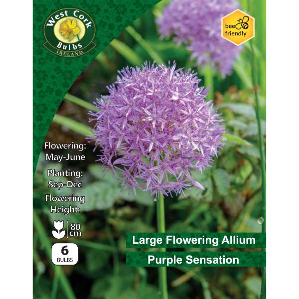 West Cork Bulbs Allium Purple Sensation 6 Bulbs