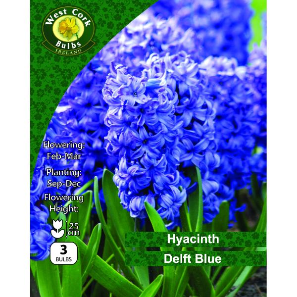 West Cork Bulbs Hyacinths Delft Blue 3 Bulbs