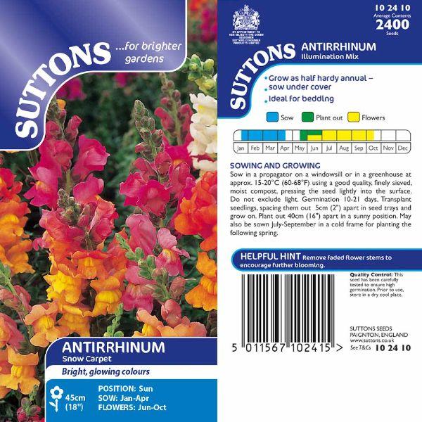 Antirrhinum Illumination Mix