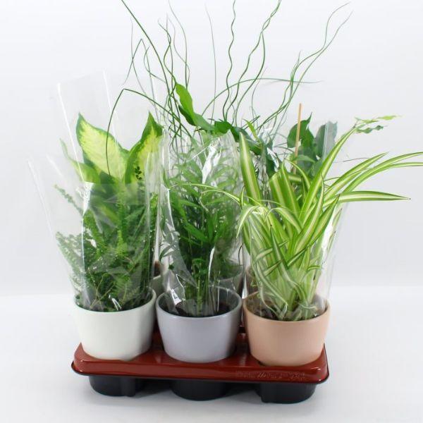 Houseplant Foliage Mix in a 12cm Ceramic Pot