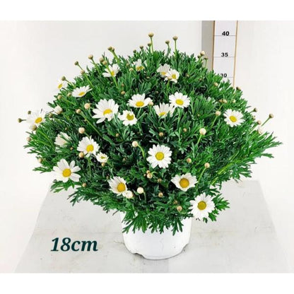 Argyanthemum Marguerite with White Flowers in 3ltr Pot