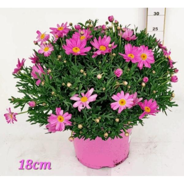 Argyanthemum Marguerite with Pink Flowers in 3ltr Pot