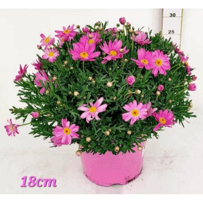 Argyanthemum Marguerite with Pink Flowers in 3ltr Pot