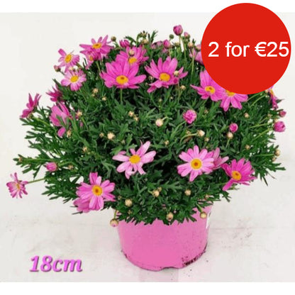 Argyanthemum Marguerite with Pink Flowers in 3ltr Pot