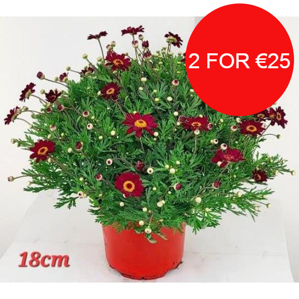 Argyanthemum Marguerite with Red Flowers in 3ltr Pot