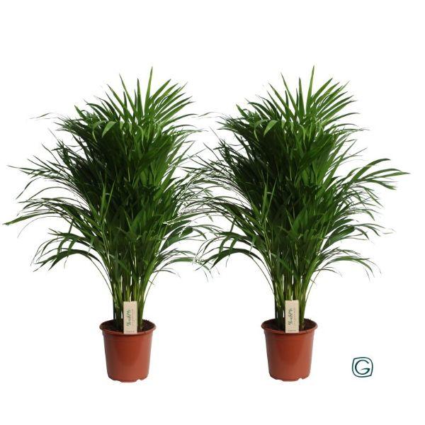 DYPSIS LUTESCENS 21CM POT