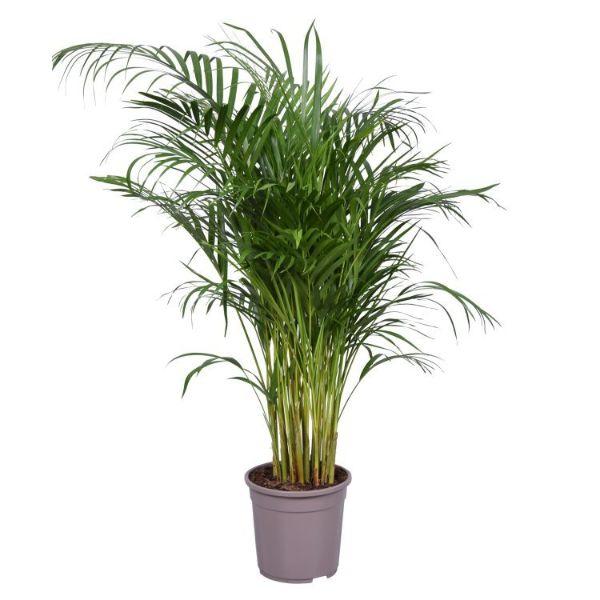 DYPSIS LUTESCENS (ARECA) 24CM POT 