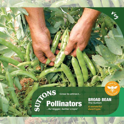 P &amp; P - Broad Bean The Sutton
