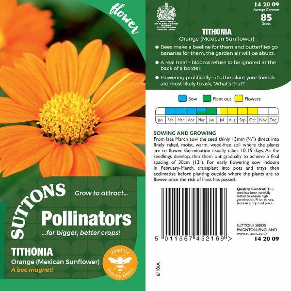 P &amp; P - Tithonia Orange (Mexican Sunflower)