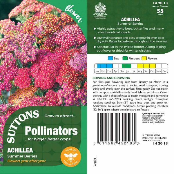 P &amp; P - Achillea Summer Berries