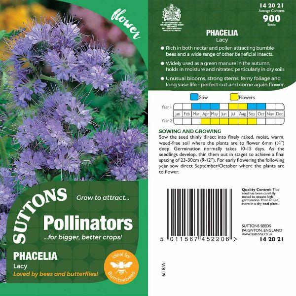 P &amp; P - Phacelia