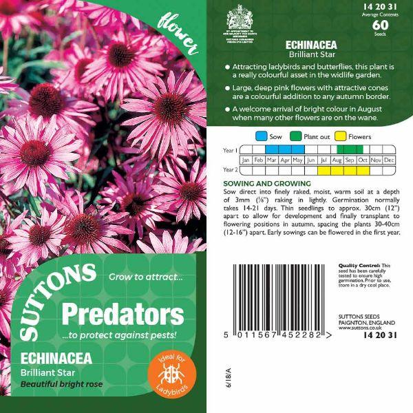 P &amp; P - Echinacea Brilliant Star