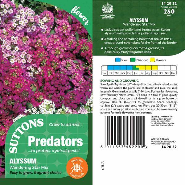 P &amp; P - Alyssum Wandering Star