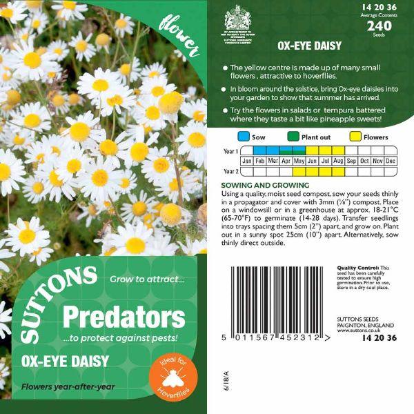 P &amp; P - Ox Eye Daisy
