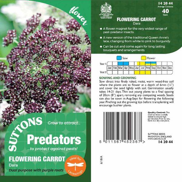 P &amp; P - Flowering Carrot Dara