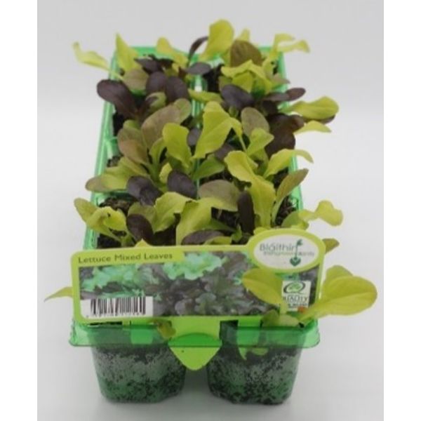 Vegetable Mix 10pk
