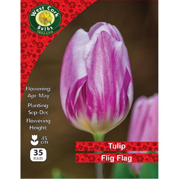 West Cork Bulbs Tulip Flig Flag 35 Bulbs