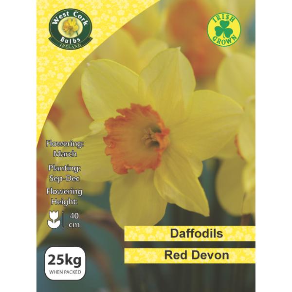 West Cork Bulbs Daffodil Red Devon 25kg