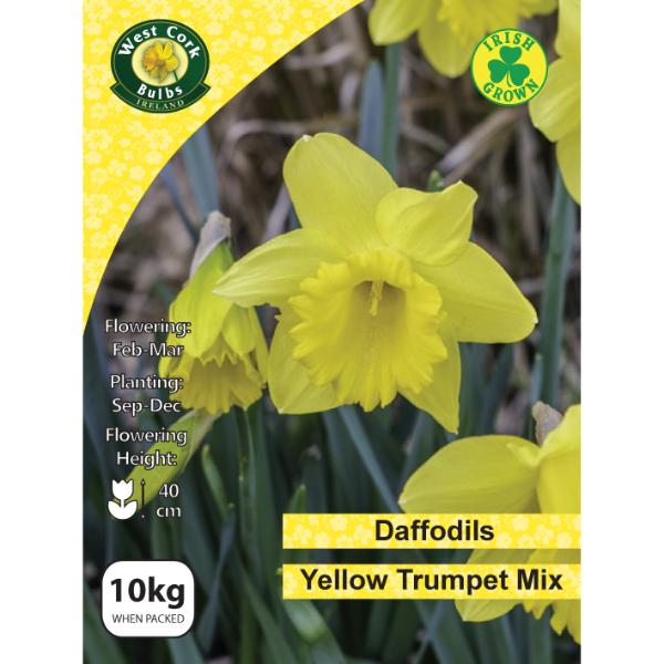 West Cork Bulbs Yellow Trumpet Daffodils 10kg