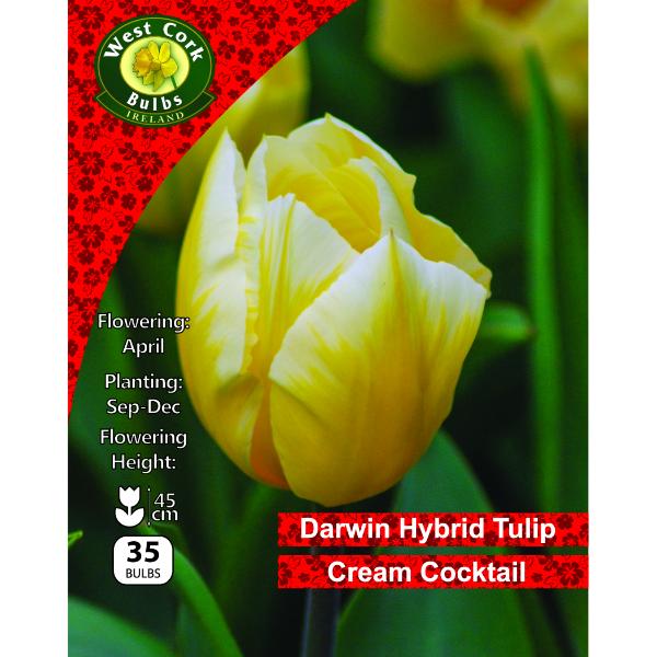 West Cork Bulbs Tulip Cream Cocktail 35 Bulbs