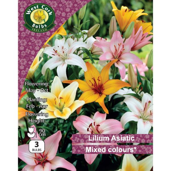 West Cork Bulbs Lilies Asiatic Mix  3 Bulbs